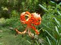 Tiger Lily / Lilium lancifolium